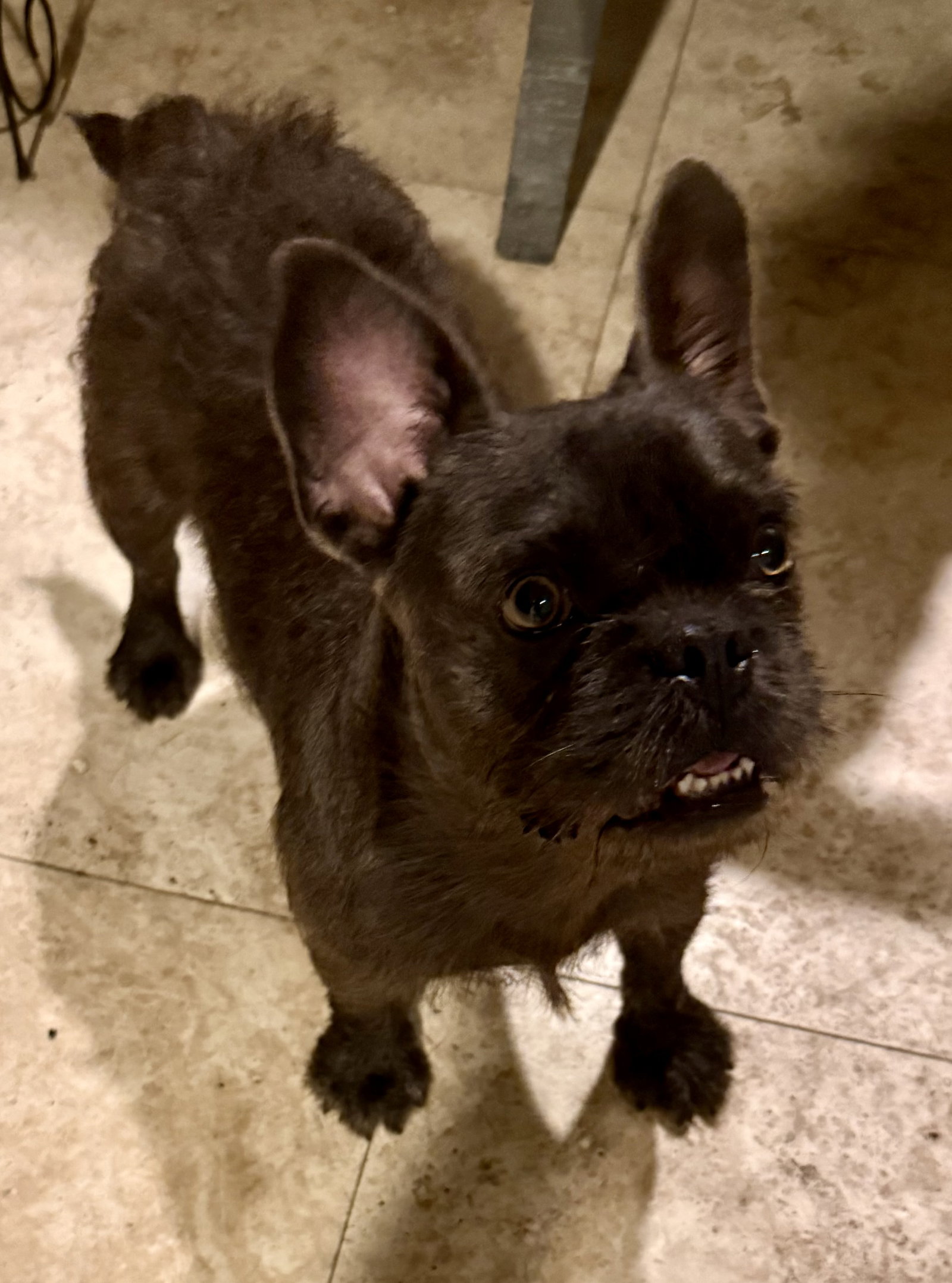 French Bulldog