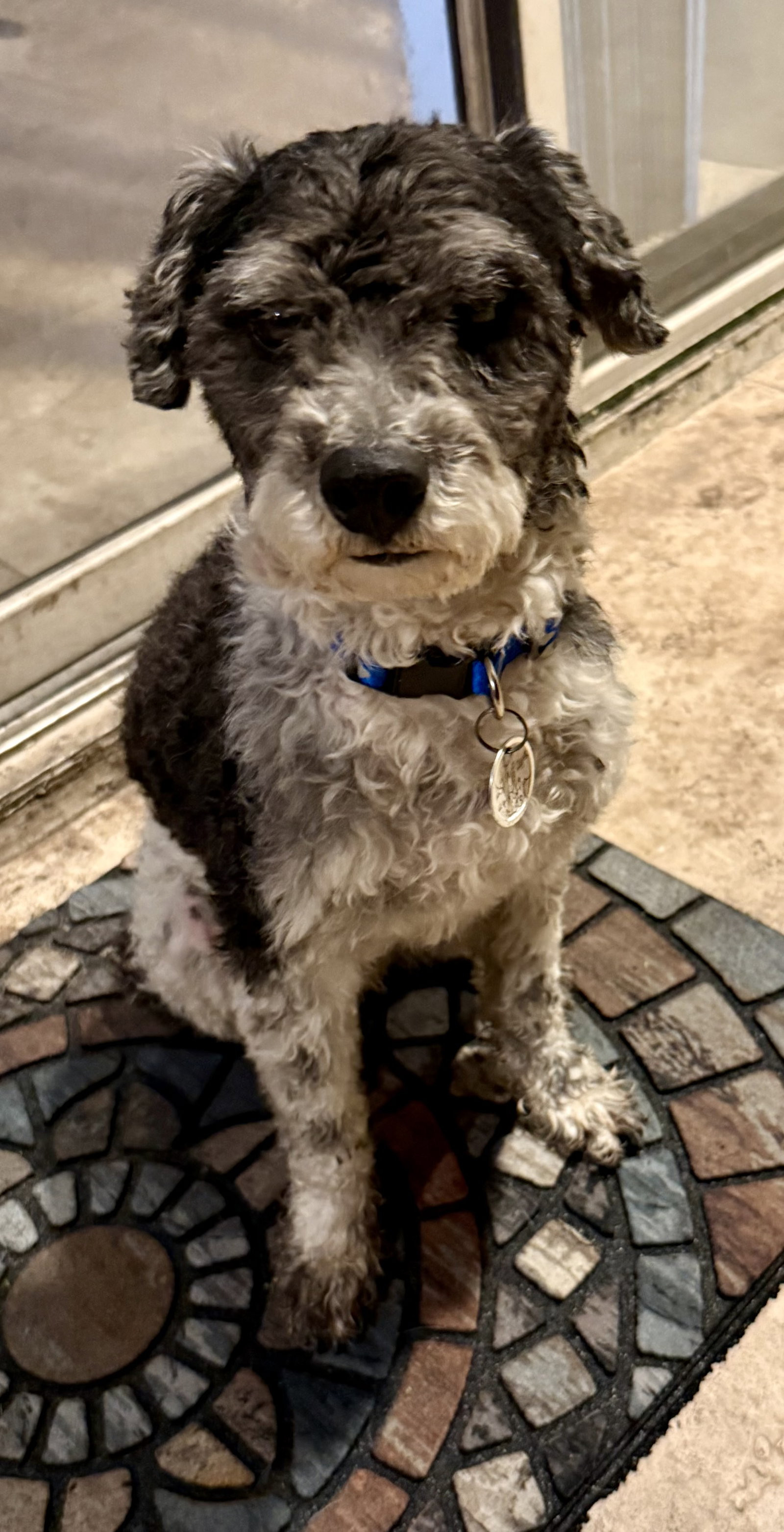 Hypoallergenic mini poodle boy Cash