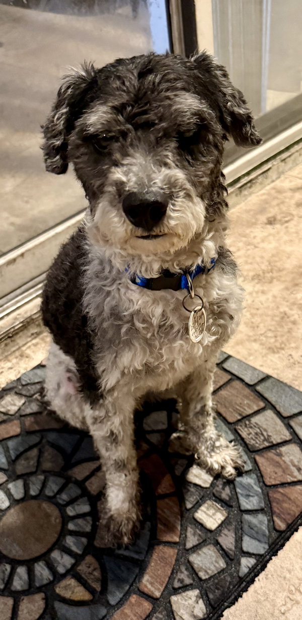 Hypoallergenic mini poodle boy Cash