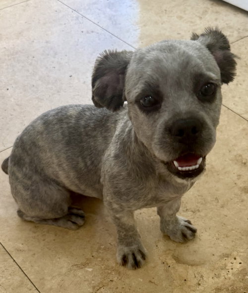 Hypoallergenic Fluffy Frenchie Puppy Girl Beara, an adoptable French Bulldog in Boca Raton, FL
