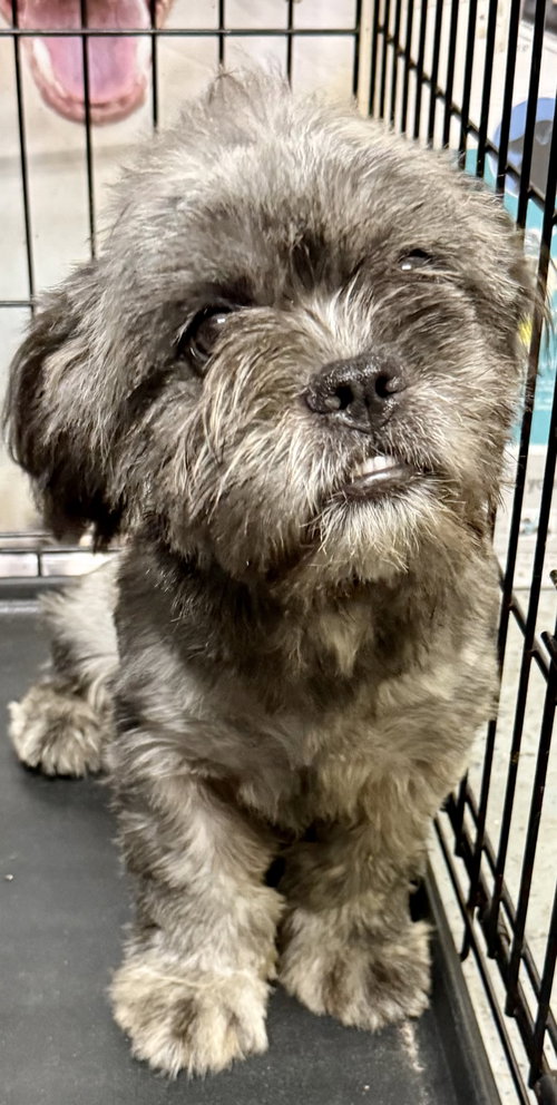 Hypoallergenic Fluffy Frenchie Puppy Girl Beara, an adoptable French Bulldog in Boca Raton, FL