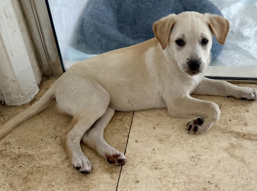 Shy Stunning Sweet Lab pppy girl, an adoptable Retriever in Boca Raton, FL
