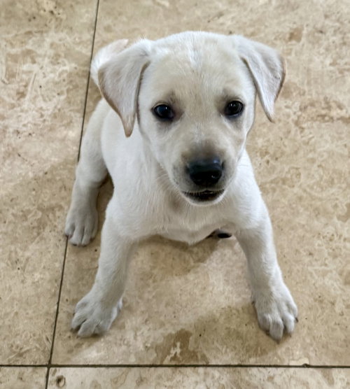 Whitie puppy girl Labrador Retriever, an adoptable Labrador Retriever in Boca Raton, FL