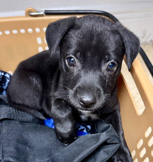 Black Labrador Retriever Female Puppy Knight, an adoptable Black Labrador Retriever in Boca Raton, FL