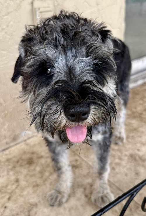 Hypoallergenic Mini Schnauzer boy Puppy LG, an adoptable Miniature Schnauzer in Boca Raton, FL