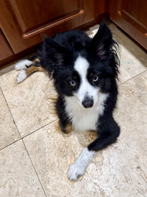 Randy Mini Aussie sky blue eyes, an adoptable Australian Shepherd in Boca Raton, FL