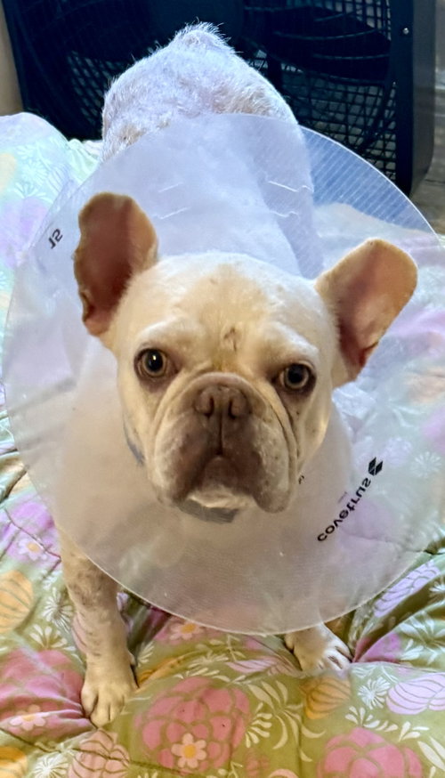 Purebred Female French Bulldog Storm, an adoptable French Bulldog in Boca Raton, FL