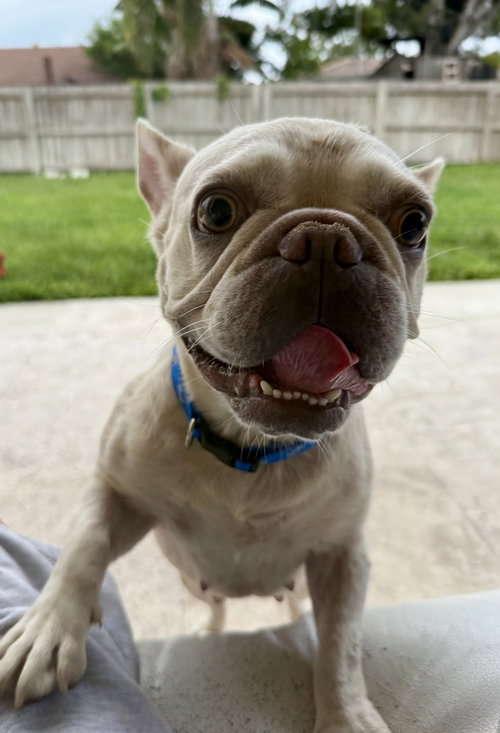 Purebred Female French Bulldog Storm