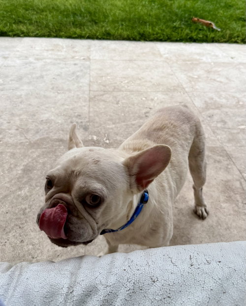Purebred Female French Bulldog Storm photo 2