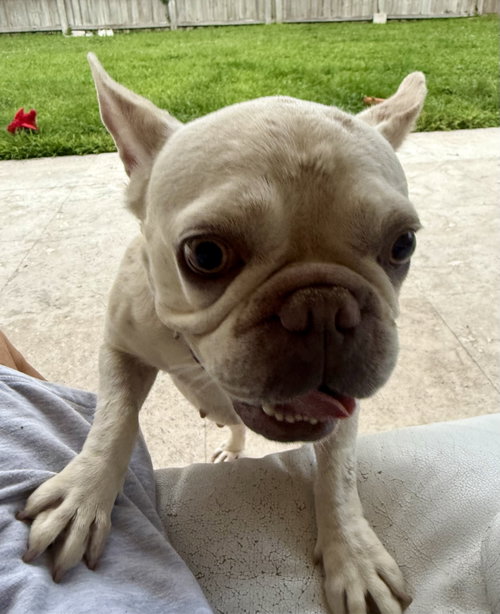Purebred Female French Bulldog Storm photo 4