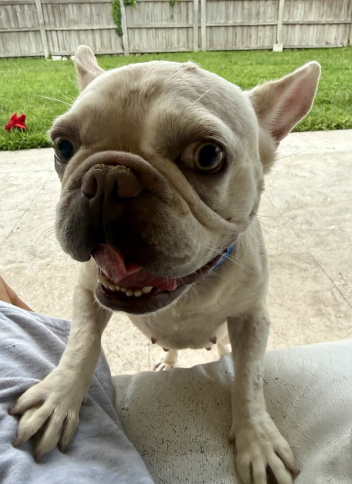 Purebred Female French Bulldog Storm photo 3