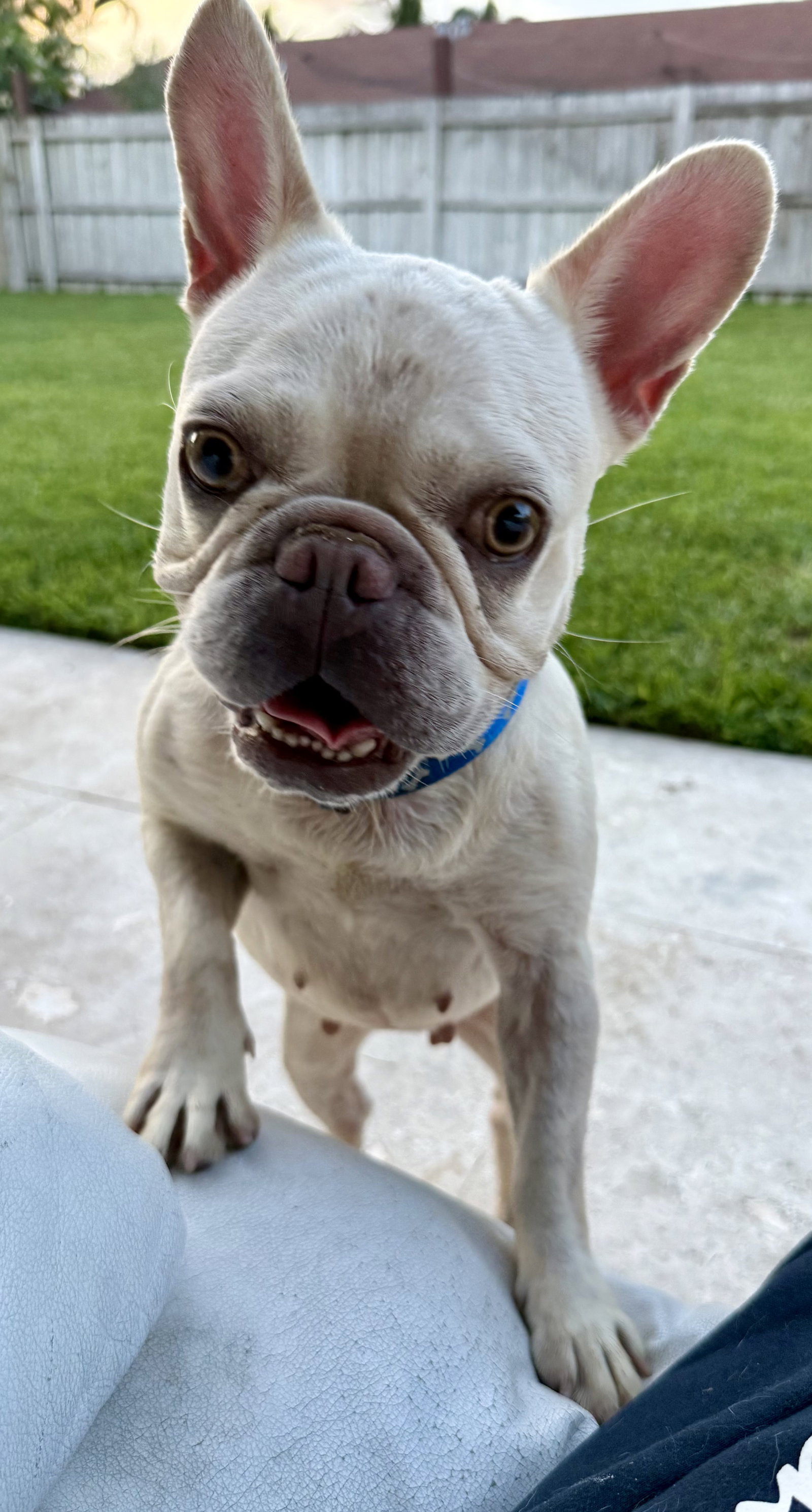Purebred Female French Bulldog Storm