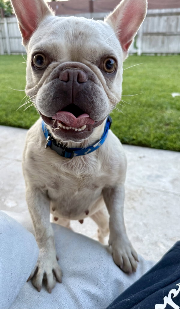Purebred Female French Bulldog Storm