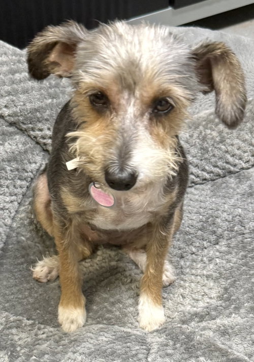 Hypoallergenic Yorkshire Terrier Meg, an adoptable Yorkshire Terrier Yorkie in Boca Raton, FL