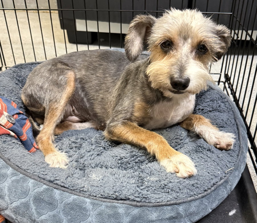 Hypoallergenic Yorkshire Terrier Meg