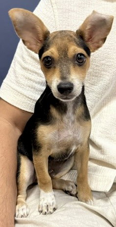 Mini Beagle boy PUPPY Astro, an adoptable Beagle in Boca Raton, FL