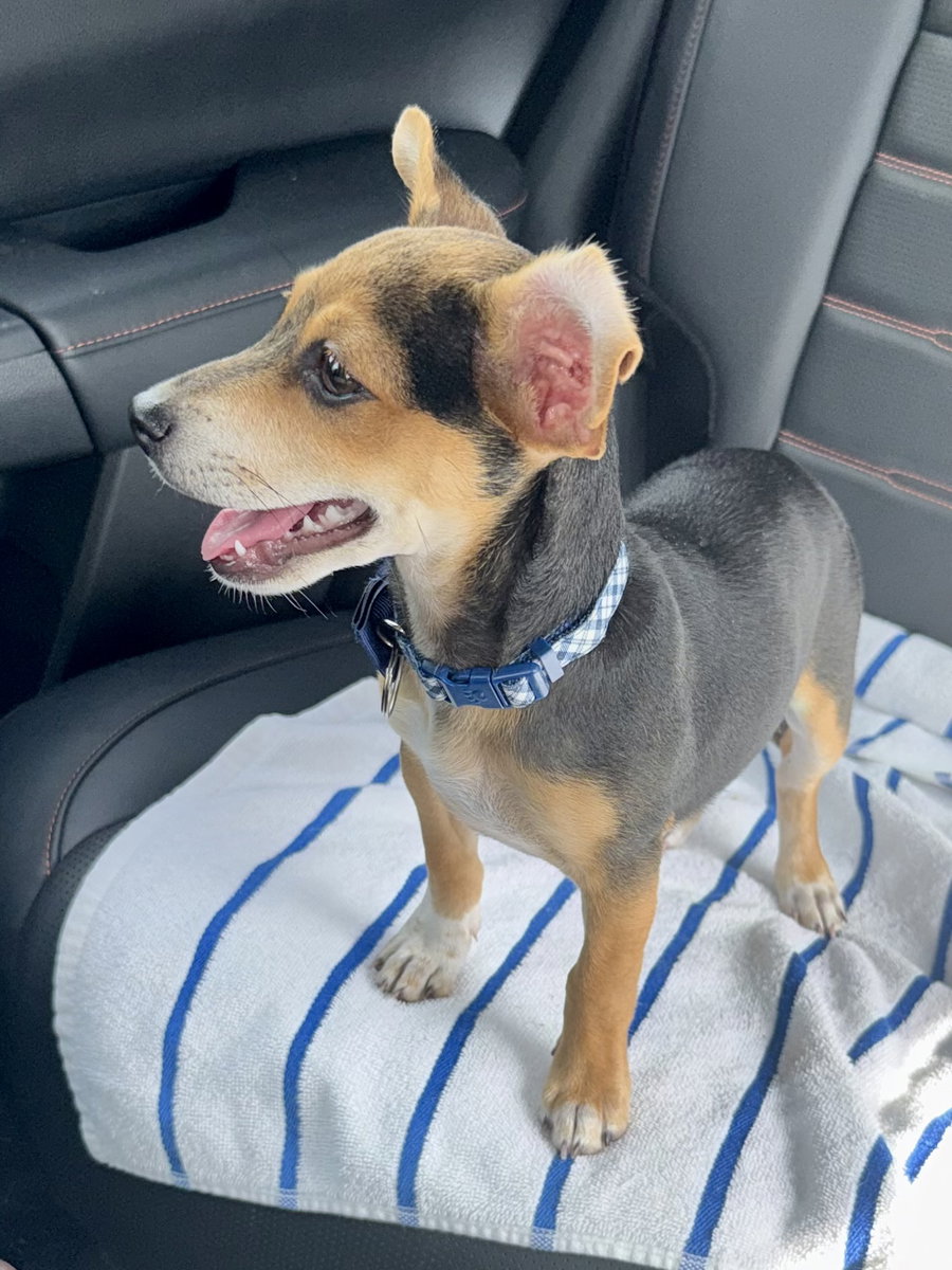 Mini Beagle boy PUPPY Astro