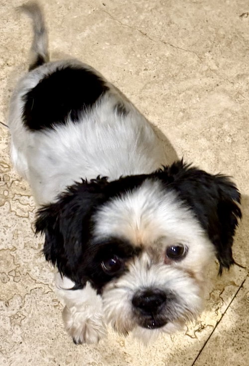 Purebred Hypoallergeni Shihtzu Chip