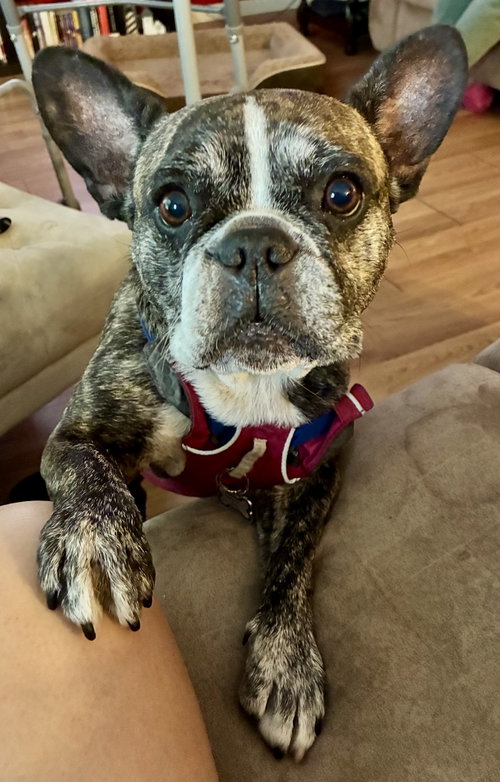 Purebred French Bulldog Dolly