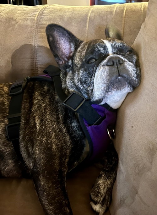 Purebred French Bulldog Dolly photo 2