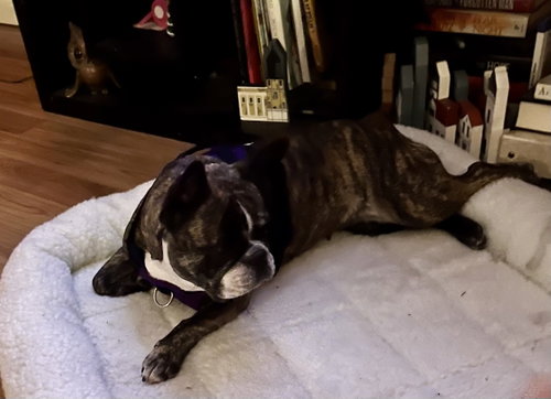 Purebred French Bulldog Dolly photo 3