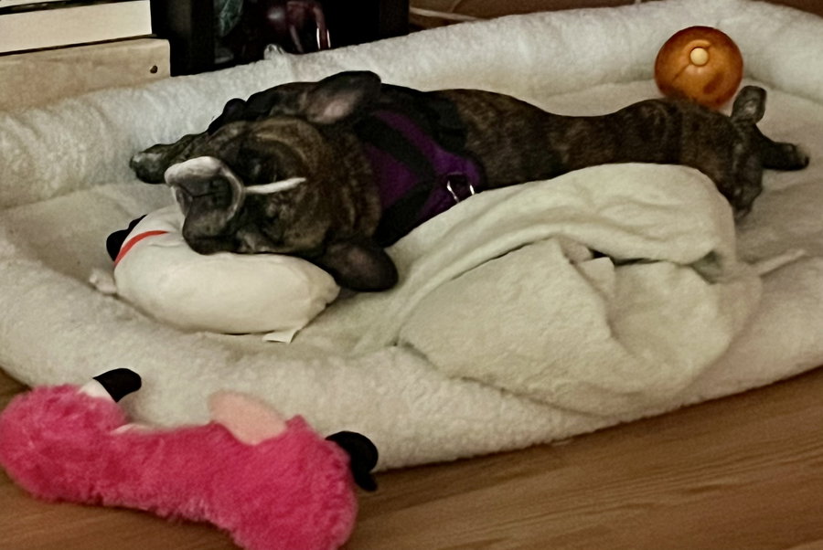Purebred French Bulldog Dolly