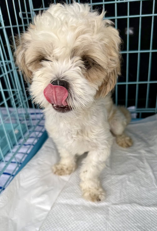Purebred hypoallergenic pup Toto