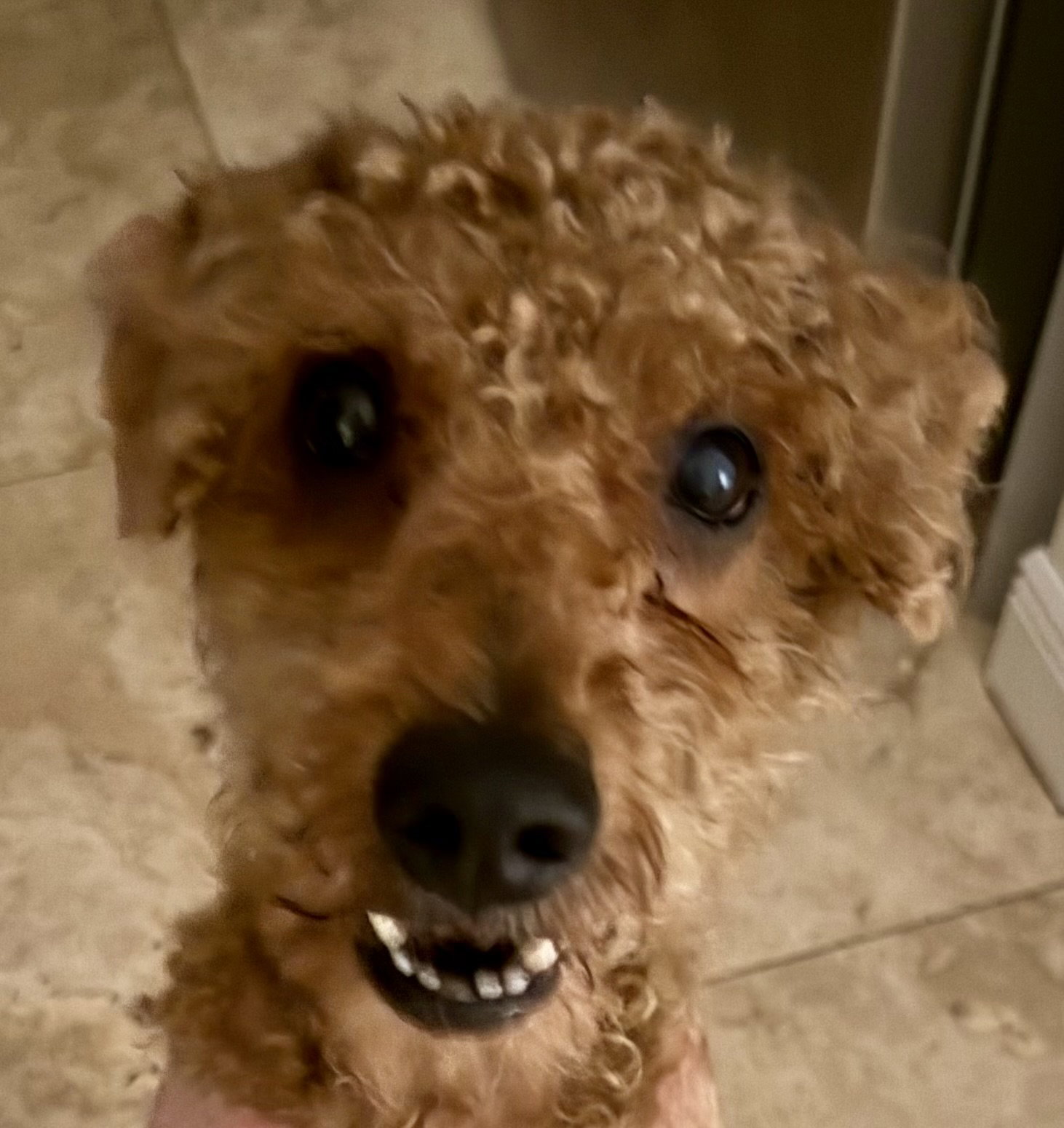 Hypoallergenic Mini Red Poodle Henry