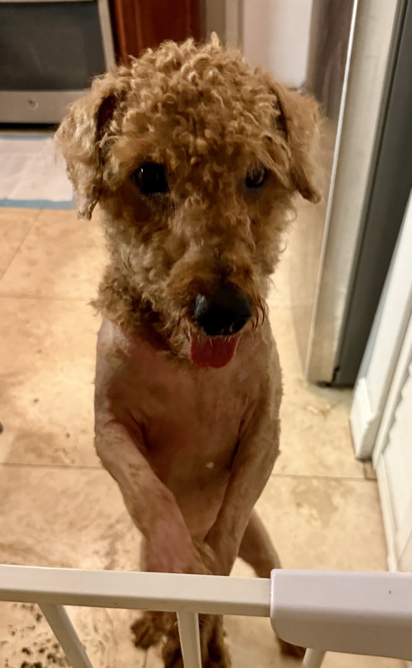 Hypoallergenic Mini Red Poodle Henry