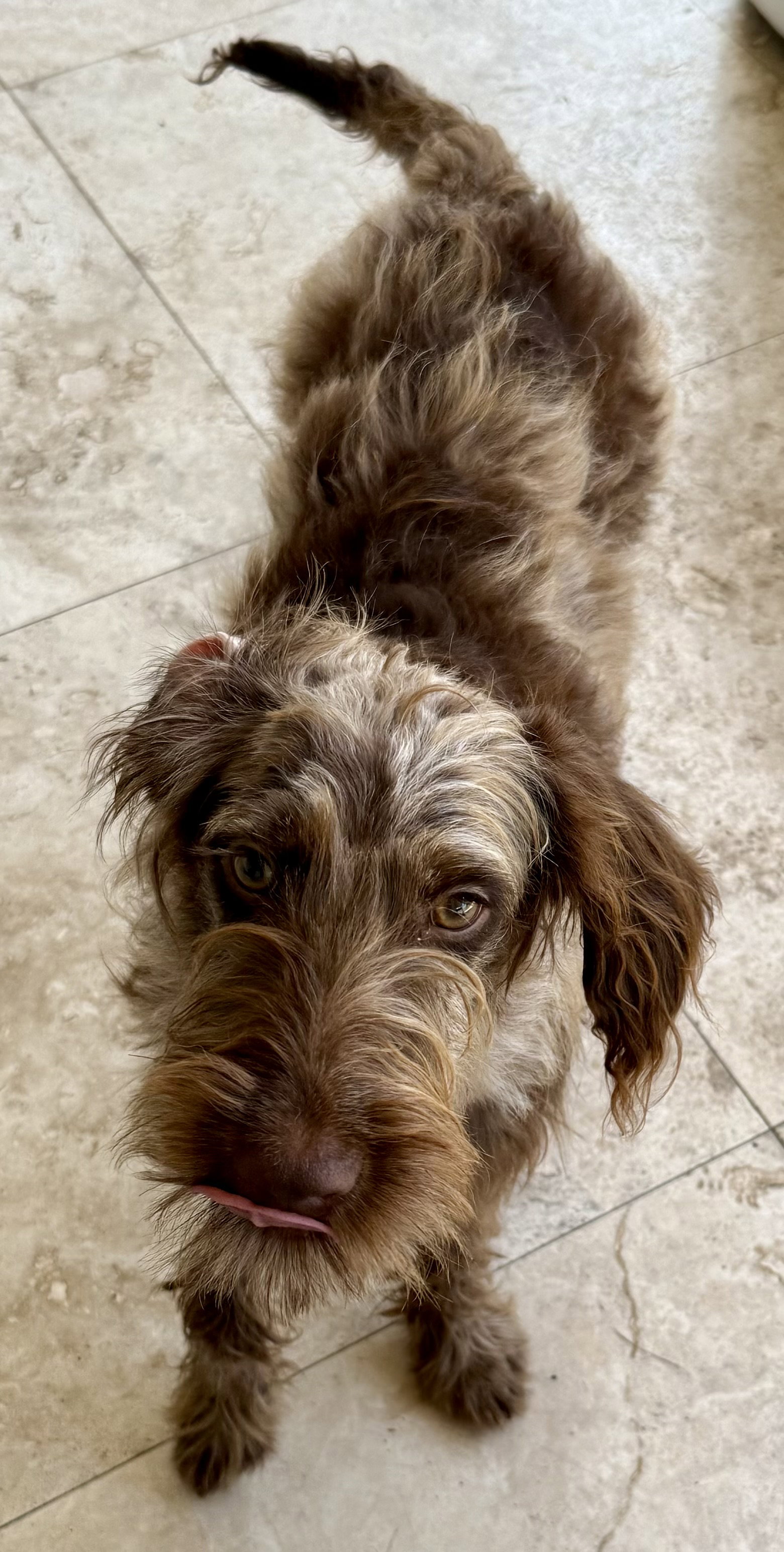 Hypoallergenic labradoodle puppy boy Win