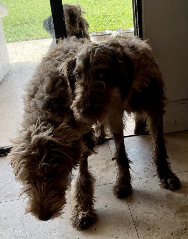Hypoallergenic labradoodle puppy boy Win