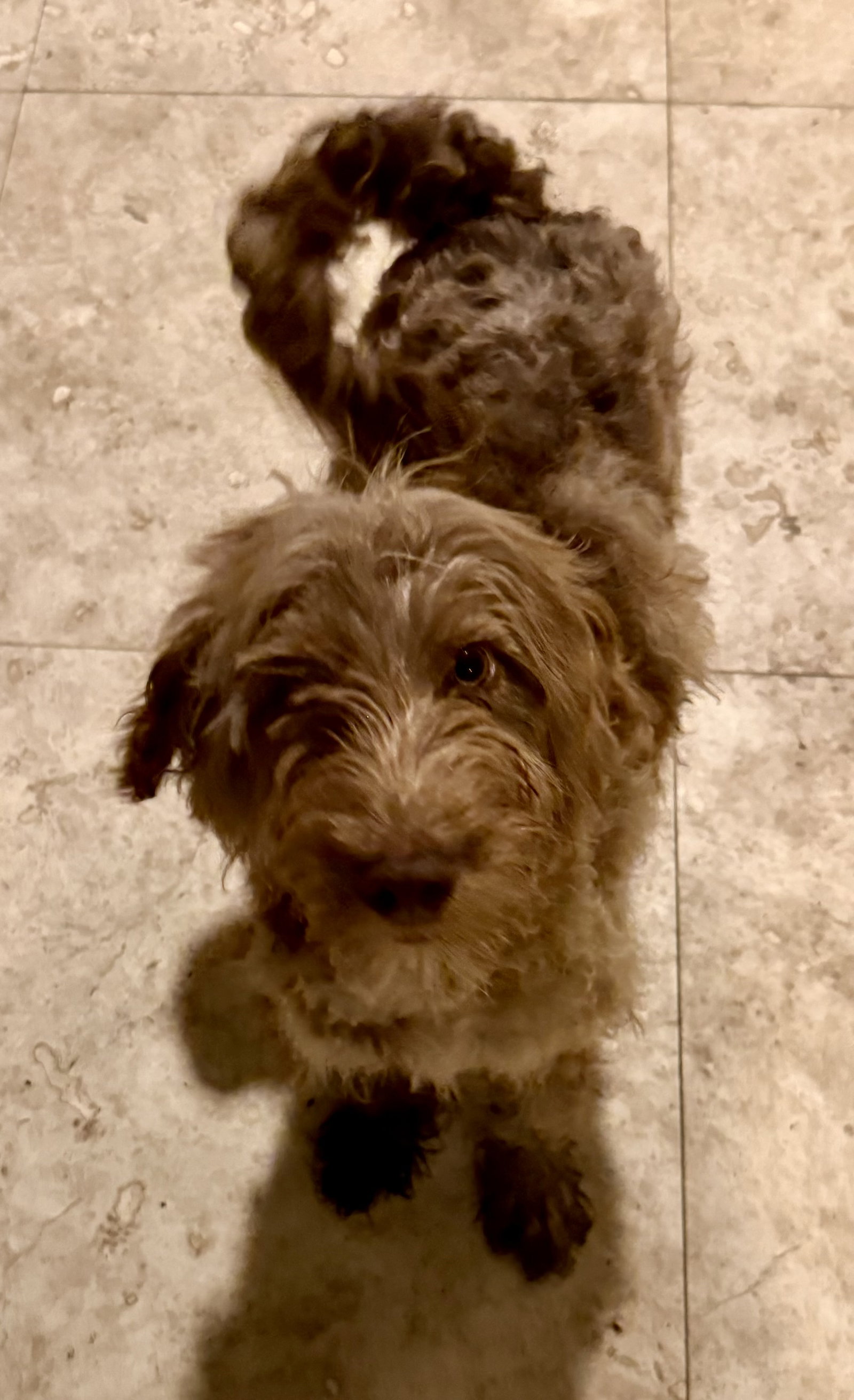 Hypoallergenic Labradoodle Puppy Boy Bisc