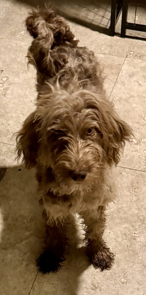Hypoallergenic Labradoodle Puppy Boy Bisc photo 2