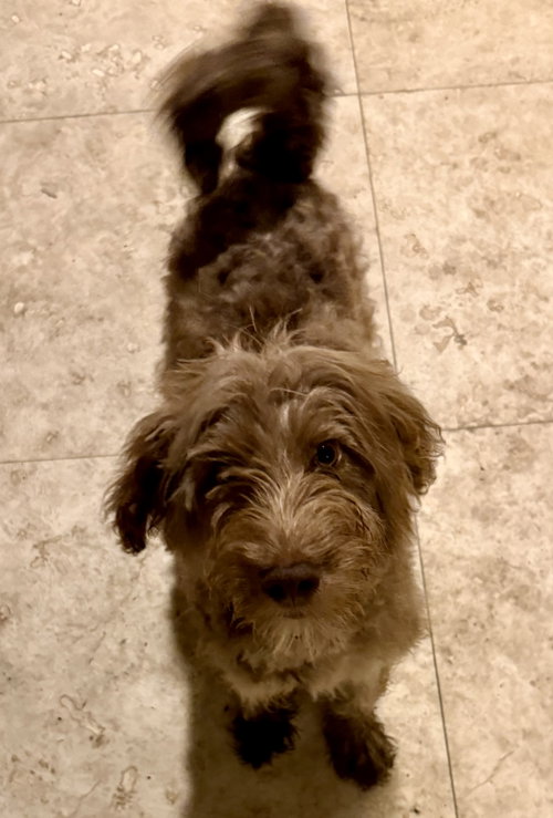 Hypoallergenic Labradoodle Puppy Boy Bisc photo 3