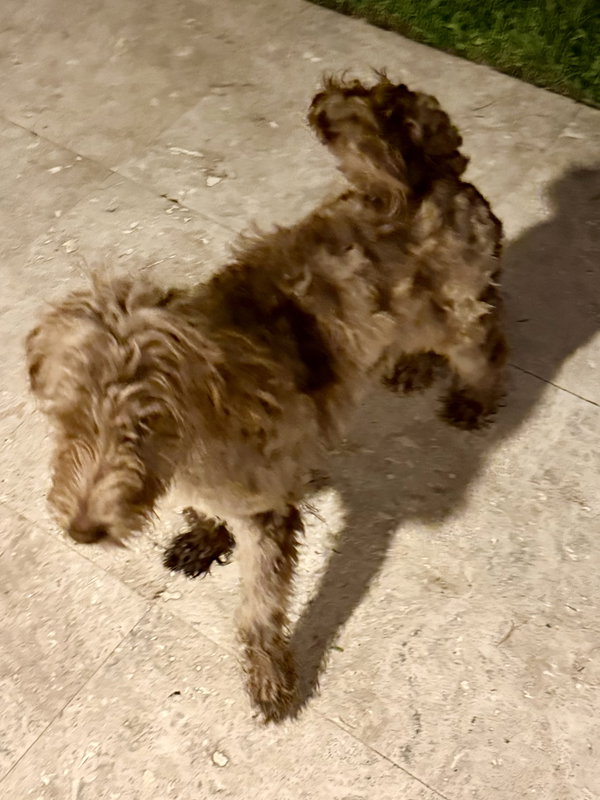Hypoallergenic Labradoodle Puppy Boy Bisc