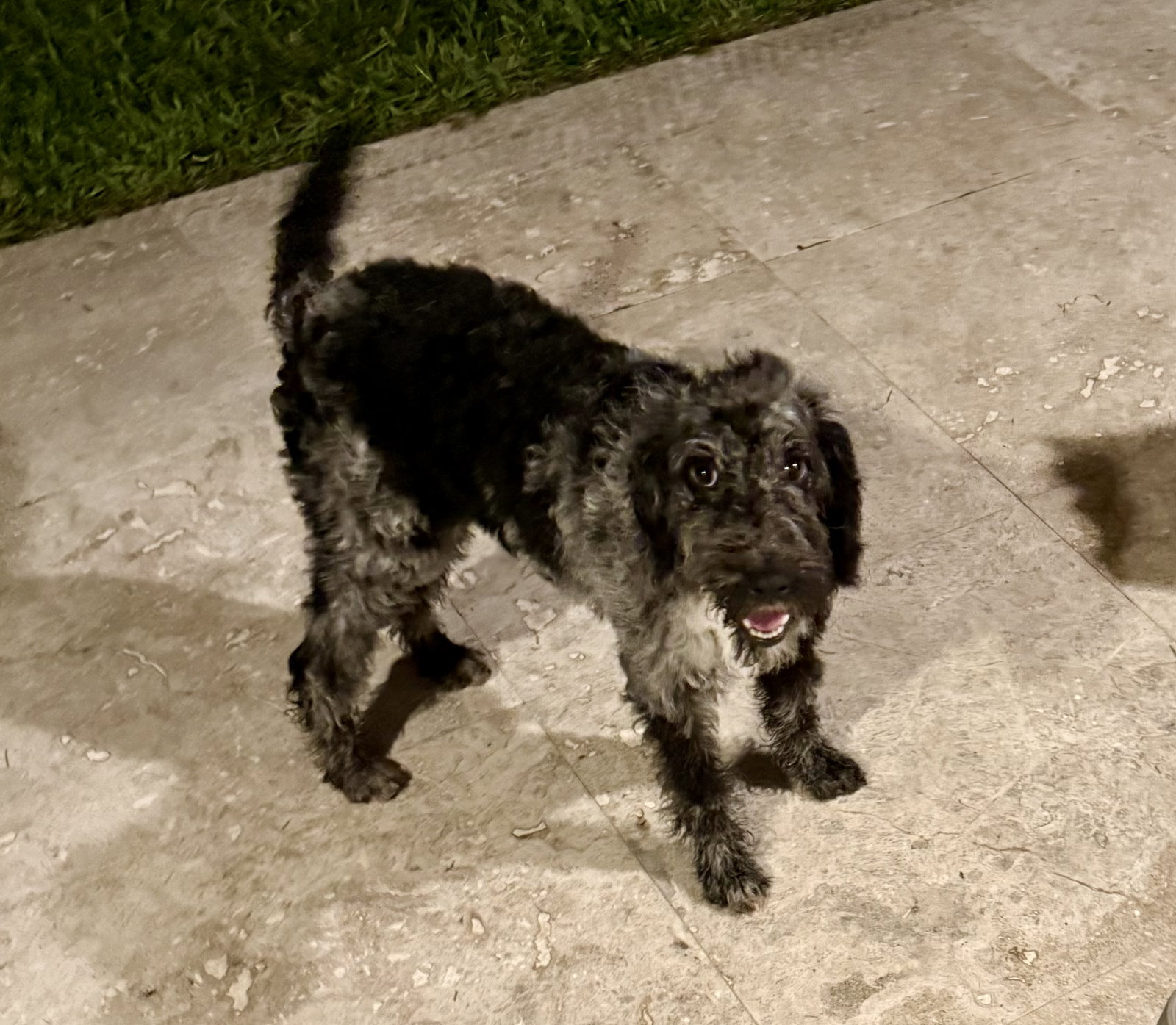 Hypoallergenic Labradoodle Puppy Girl Magi
