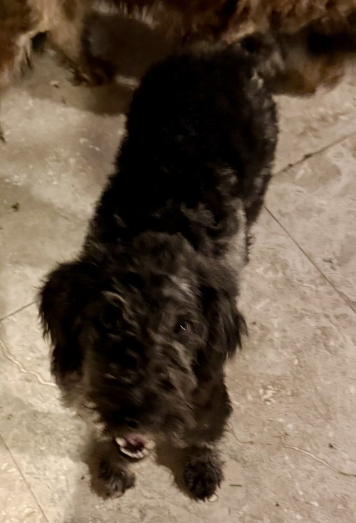 Hypoallergenic Labradoodle Puppy Girl Magi photo 2