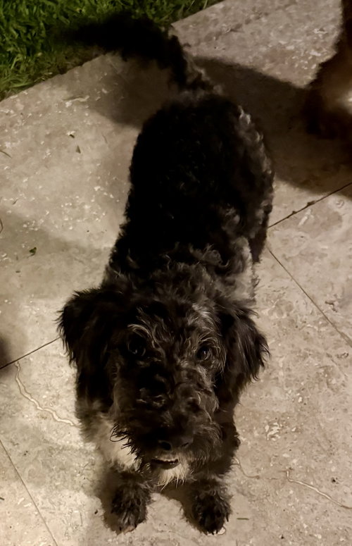 Hypoallergenic Labradoodle Puppy Girl Magi photo 3