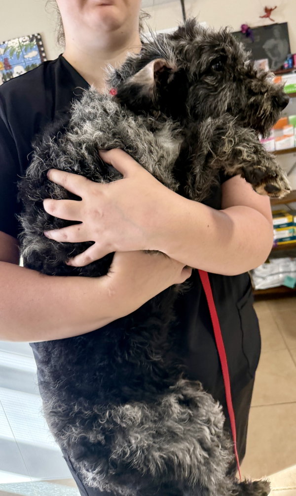 Hypoallergenic Labradoodle Puppy Girl Magi