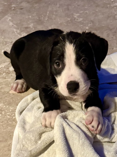 Puppy Cream Boy Tuxedo