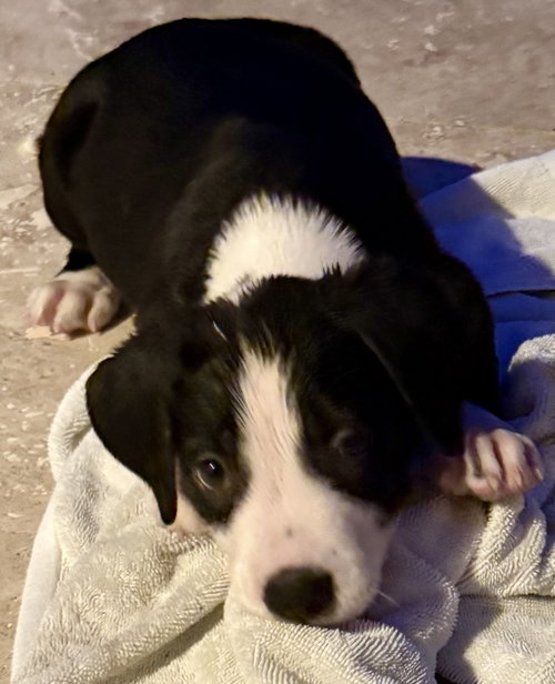 Puppy Cream Boy Tuxedo photo 2