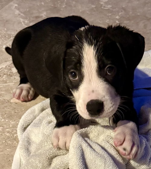 Puppy Cream Boy Tuxedo photo 3