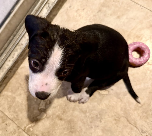 Puppy Cream Boy Tuxedo photo 4