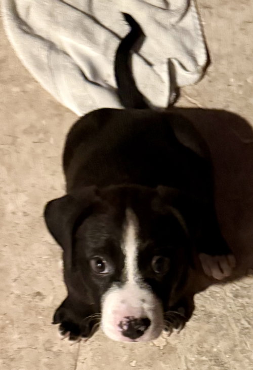 Puppy Cookie Girl Tuxedo