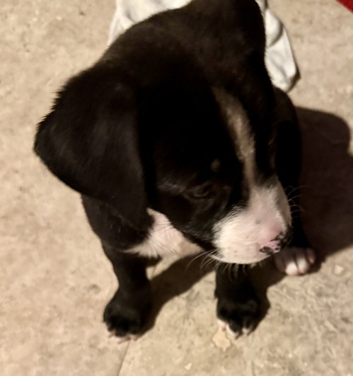 Puppy Cookie Girl Tuxedo photo 2