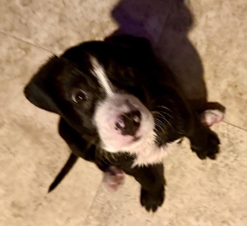 Puppy Cookie Girl Tuxedo photo 3