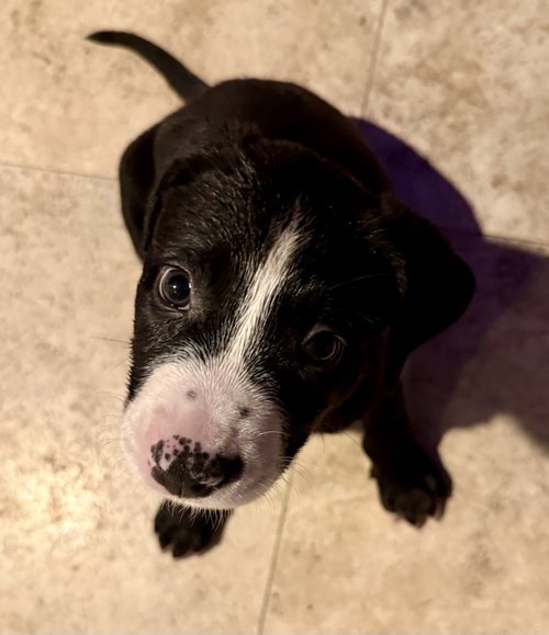 Puppy Cookie Girl Tuxedo photo 4