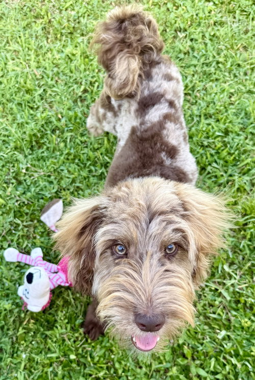 Hypoallergenic Labradoodle Puppy Boy Bisci photo 2