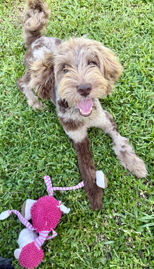 Hypoallergenic Labradoodle Puppy Boy Bisci photo 3