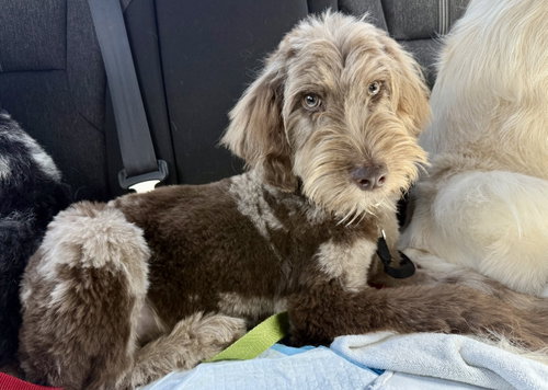 Hypoallergenic Labradoodle Puppy Boy Bisci photo 4
